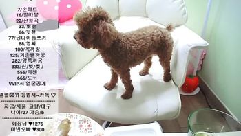 韩国主播_lovely22_155507_155507