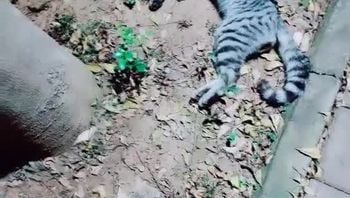 探花 第一女探花回归 3P 20220307期